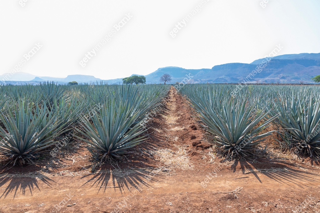Agave Rural Bank Landscape of agave plants to produce tequila 이미지 (2161804042) - 게티이미지뱅크