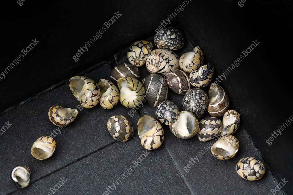 Shell series: small shells in various colors 이미지 (2163408701) - 게티이미지뱅크