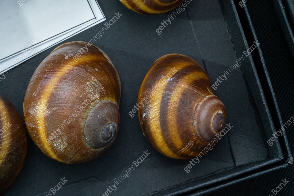 Shell series: small shells in various colors 이미지 (2163408950) - 게티이미지뱅크