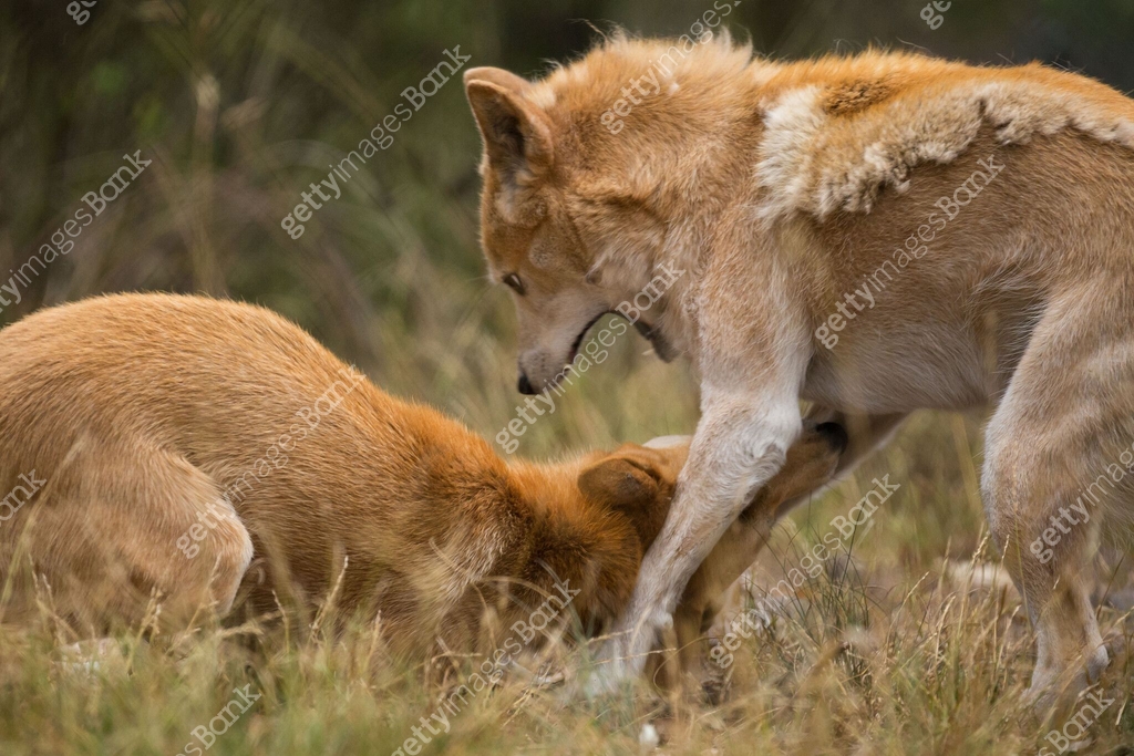 Dingo Fight Two dingoes (Canis lupus dingo) frolic and play fight energetically ...
