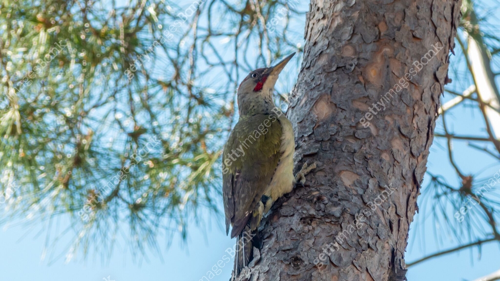 Picus sharpei climbing a tree trunk 이미지 (2159841412) - 게티이미지뱅크
