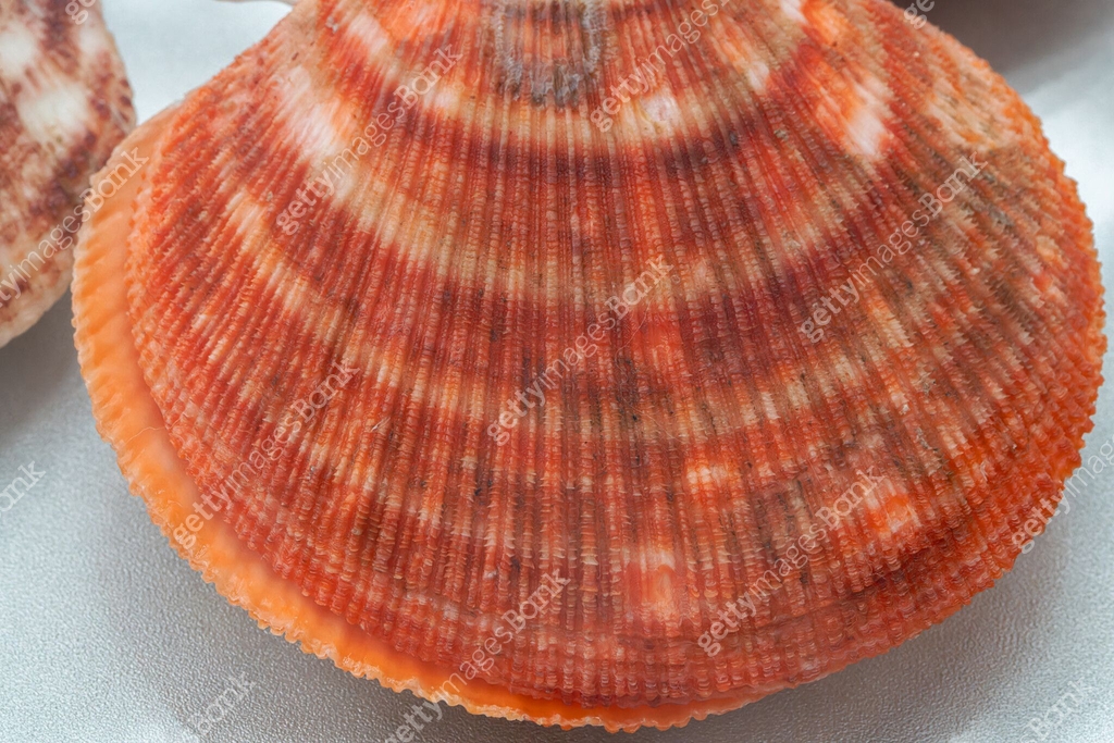 Shell Collection: sea shell 이미지 (2161271361) - 게티이미지뱅크