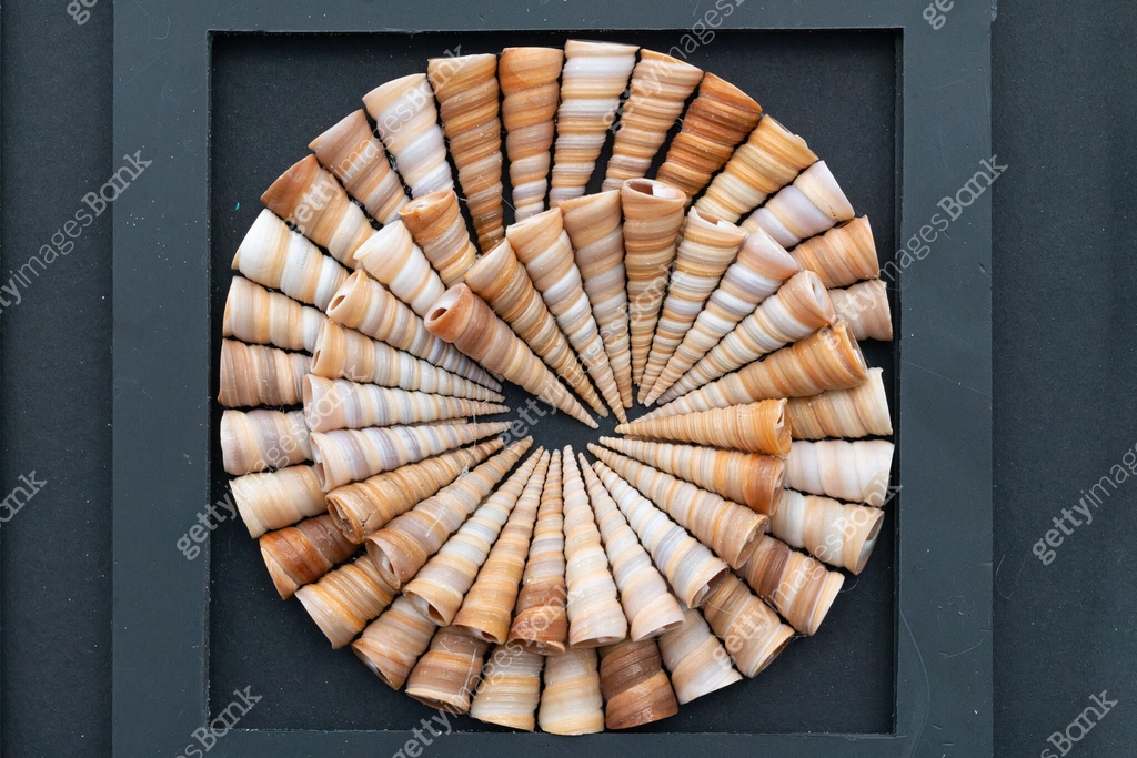 Shell series: sea shells in various colors 이미지 (2162374389) - 게티이미지뱅크