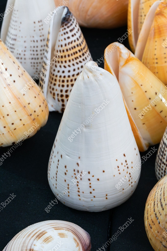 Baluyan Shell Shell Shell series: sea shells in various colors 이미지 (2162374493) - 게티이미지뱅크
