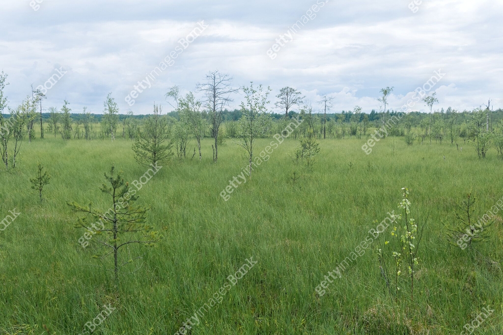 Tree Fen grassy fen landscape with crooked trees 이미지 (2162685814) - 게티이미지뱅크