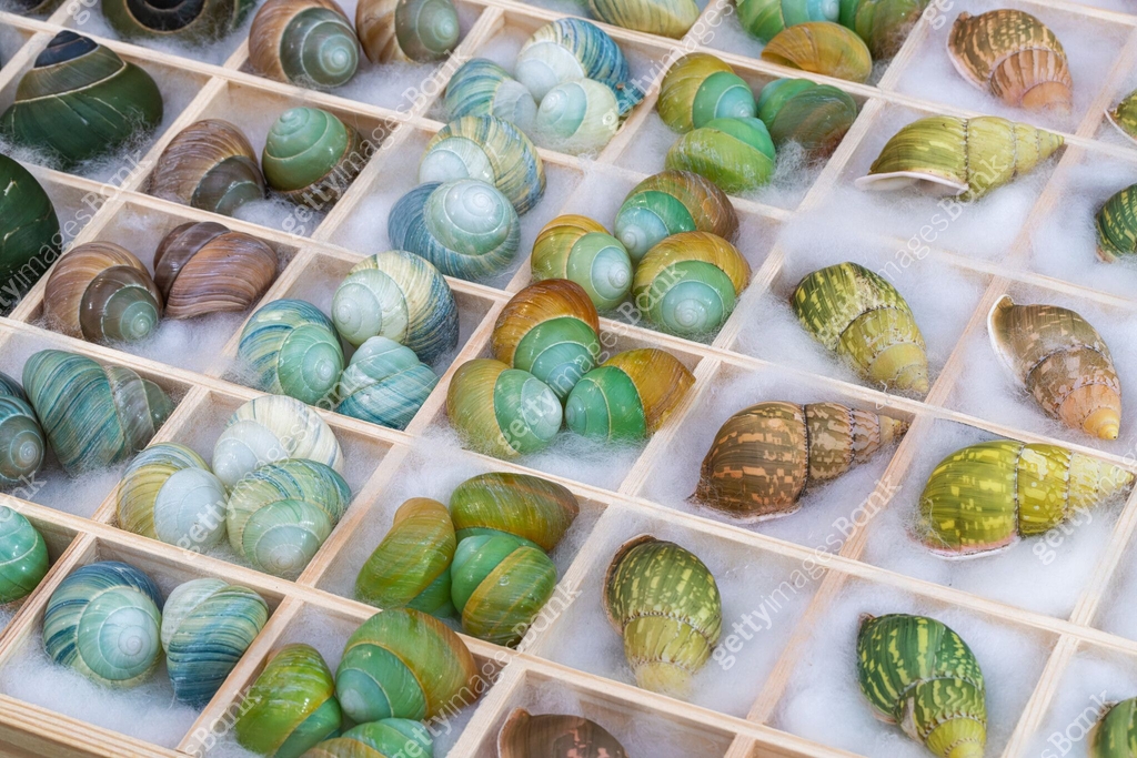 Shell series: shells in various colors 이미지 (2164600040) - 게티이미지뱅크