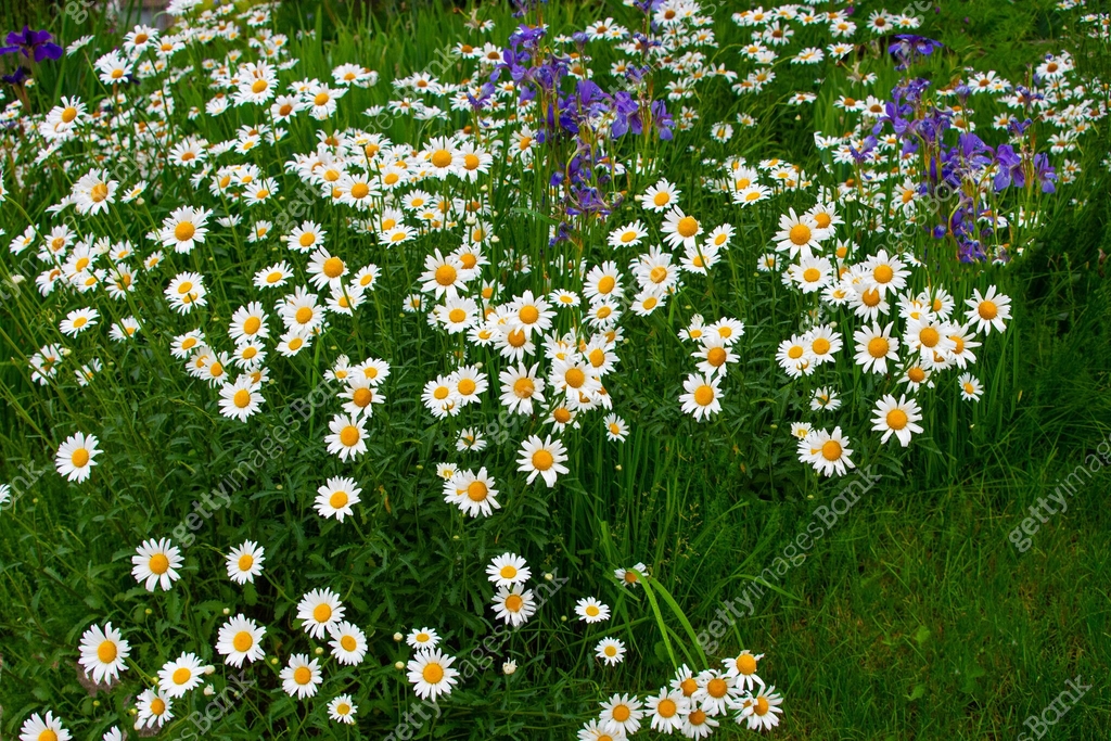 Spring Daises in full bloom- Howard County, Indiana 이미지 (2164805891 ...