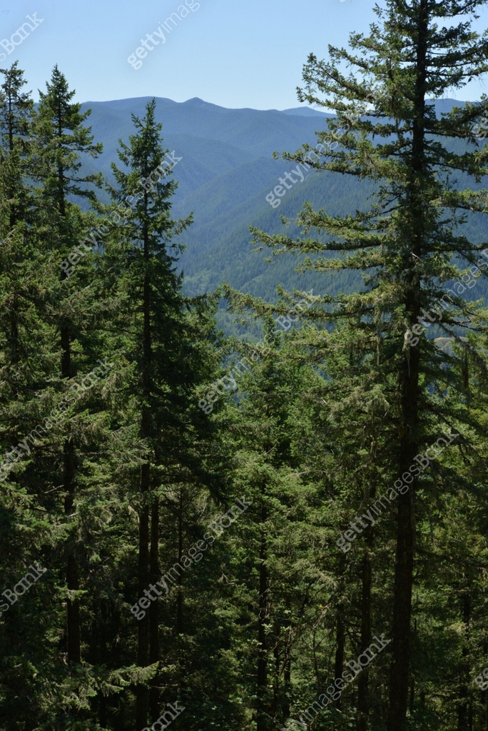 Small group of pine trees with a mountain ridge visible in the distance ...
