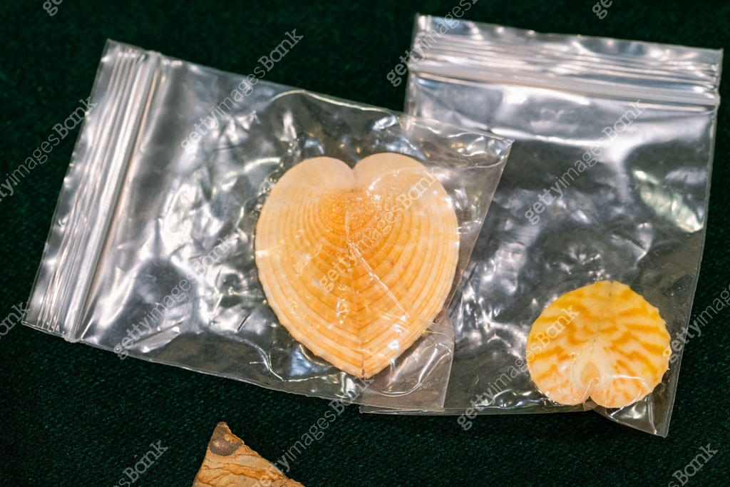 Shell series: sea shells in various colors 이미지 (2165466357) - 게티이미지뱅크