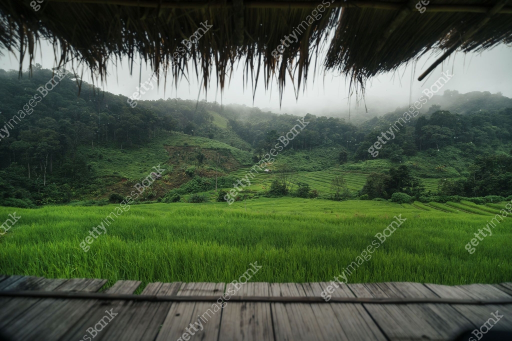 View of rice fields from the balcony,Rice field view from balcony ...