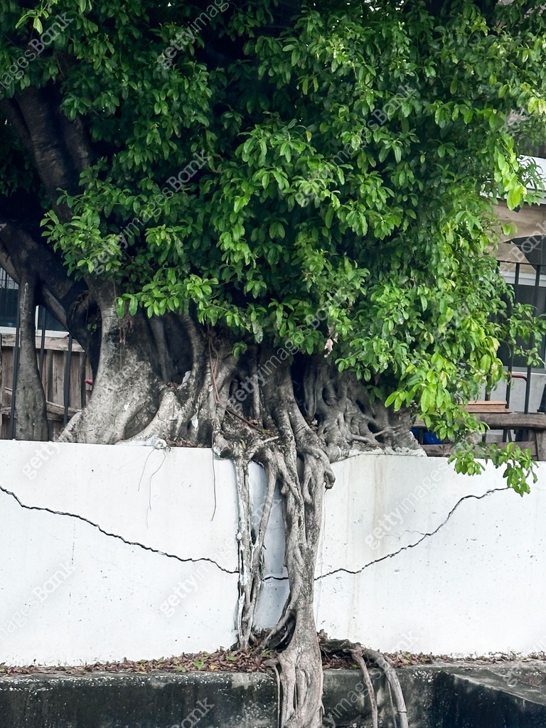 Image of fig ficus tree roots causing structural damage/ large invasive ...