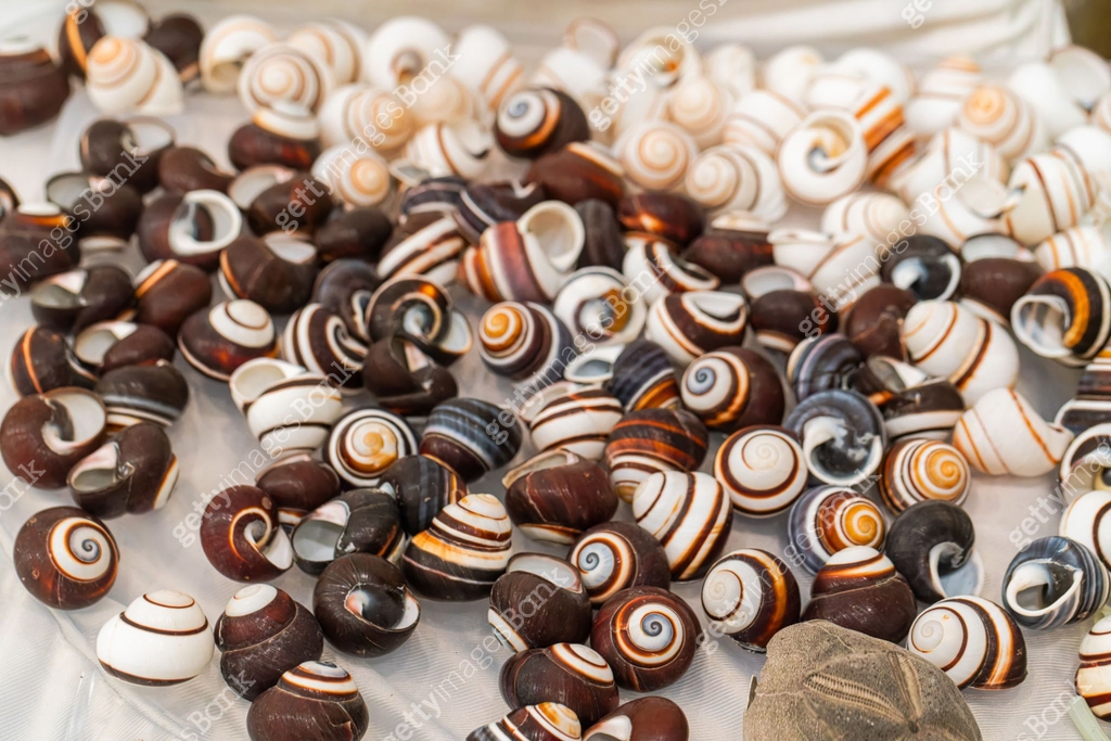 Shell collection: shells of various colors, decorations 이미지 (2170799136 ...