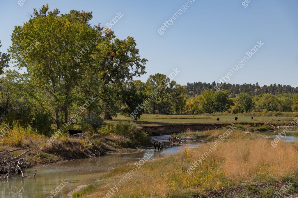 Musselshell Angus Ranch Fall colors along the Musselshell river in rural Montana ranch country ...