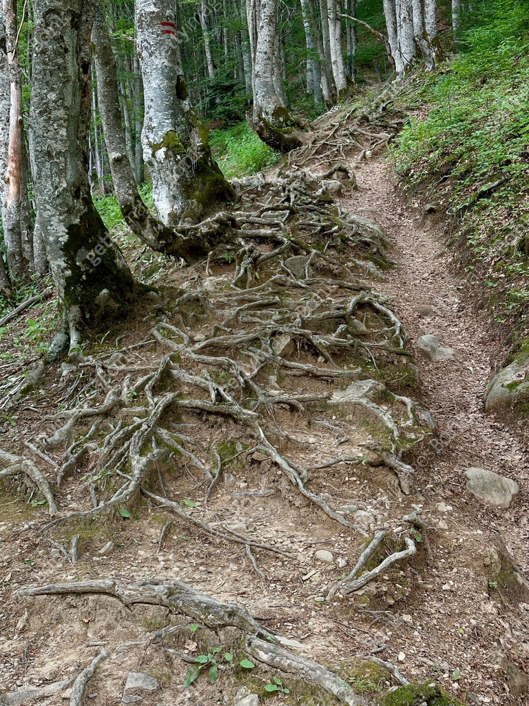 Forest trail with visible tree roots weaving through the path 이미지 ...
