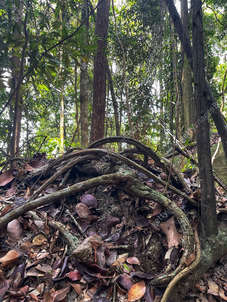 tree roots on walking trail in the ulu choh 이미지 (2171917382) - 게티이미지뱅크
