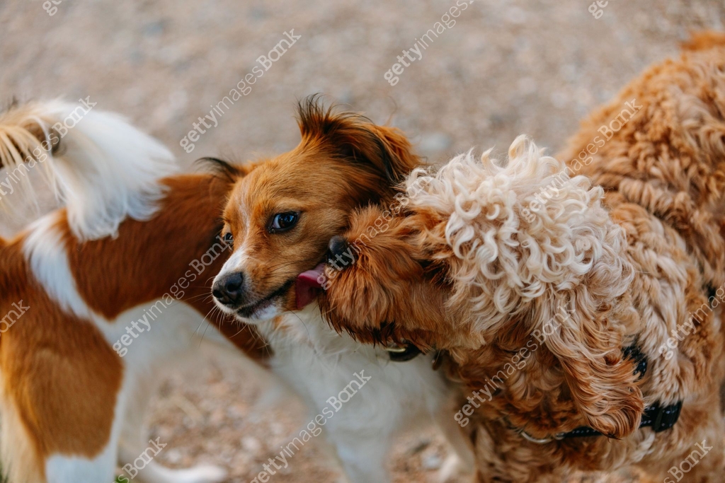 Two adorable dogs, a Cockapoo and a Kooikerhondje playing outdoors on a ...