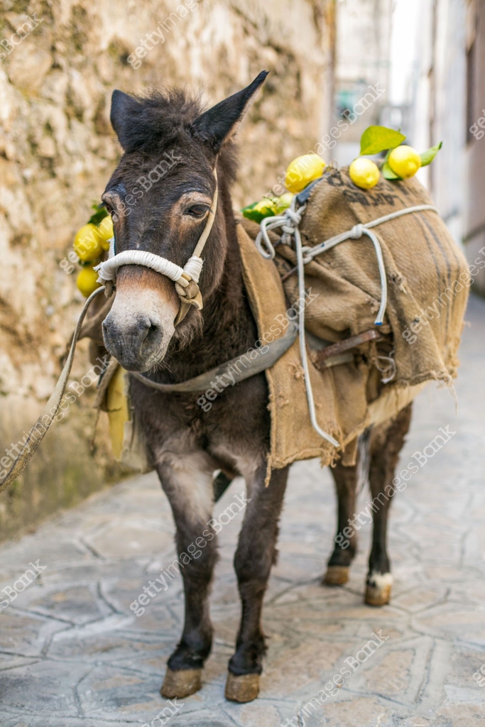 Donkey Ravello Lemons on the back of a little black donkey in Ravello, Amalfi coast ...