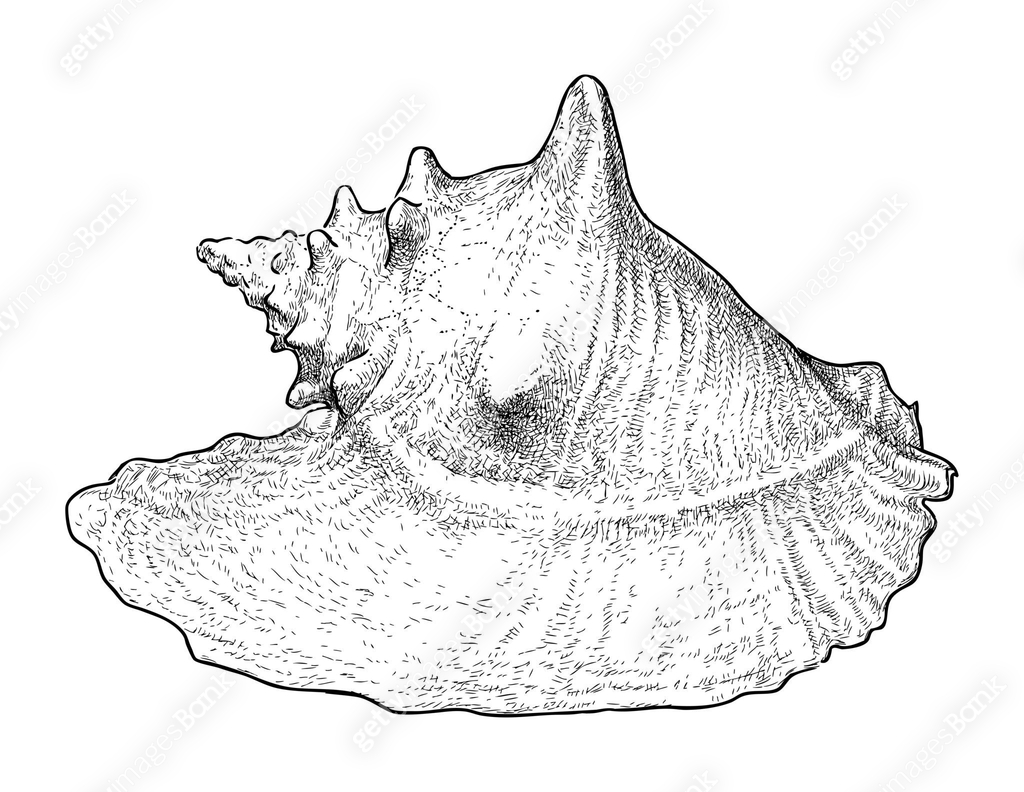 Sketch of big seashell, realistic hand drawing, vector illustration ...