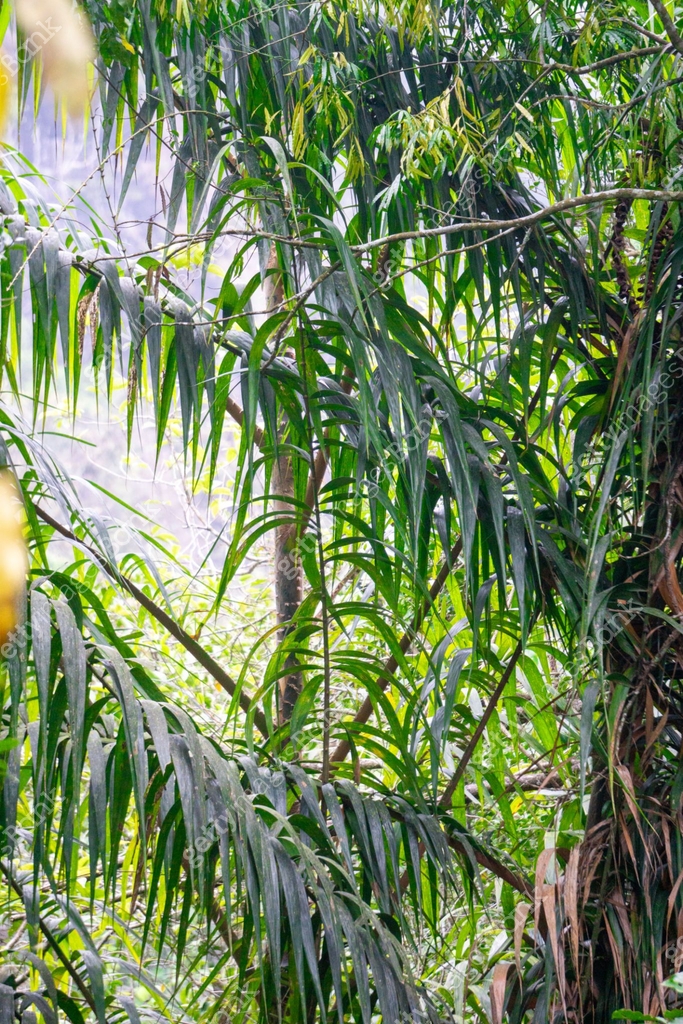 Rattan tree in the jungle. Rattan were also historically known as ...