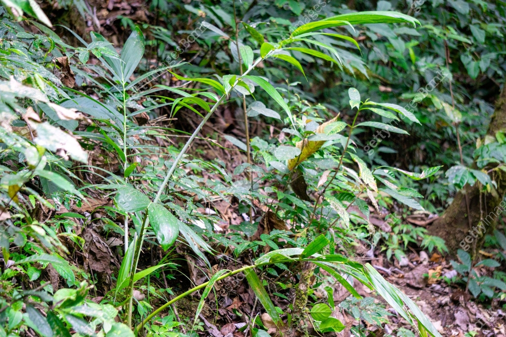 Rattan tree in the jungle. Rattan were also historically known as ...