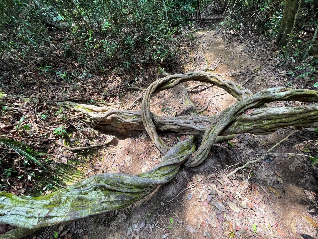 trees roots on walking trail in the ulu choh 이미지 (2172068682) - 게티이미지뱅크