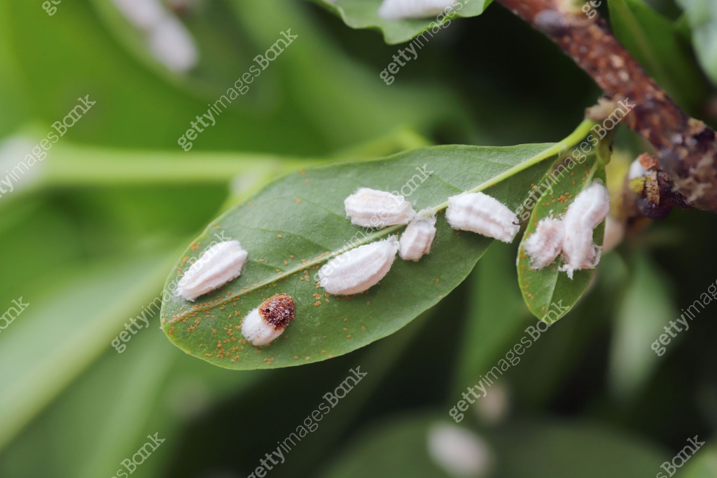 Regalis scale bug, white scale insect, Pulvinaria regalis . A sap ...