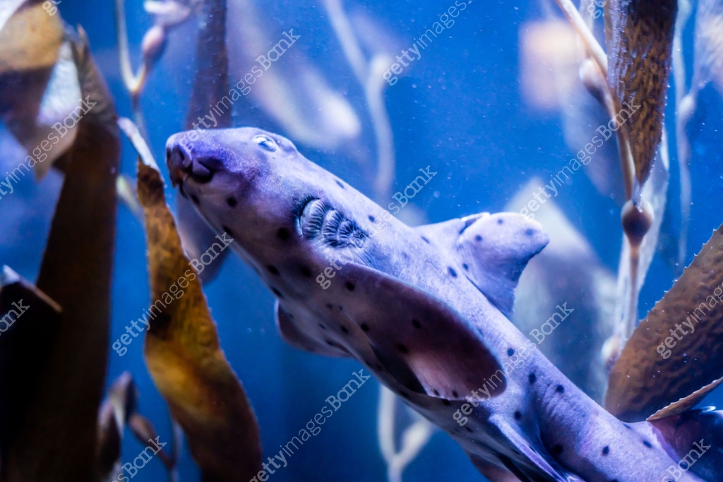 Shark Inn Tank Close Up Spotted Shark in Tank Swimming 이미지 (2176797088) - 게티이미지뱅크