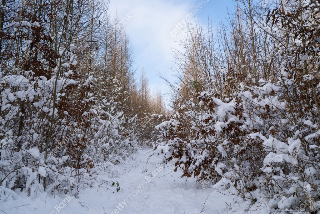 winter day with snow in sparse forest 이미지 (2186501753) - 게티이미지뱅크