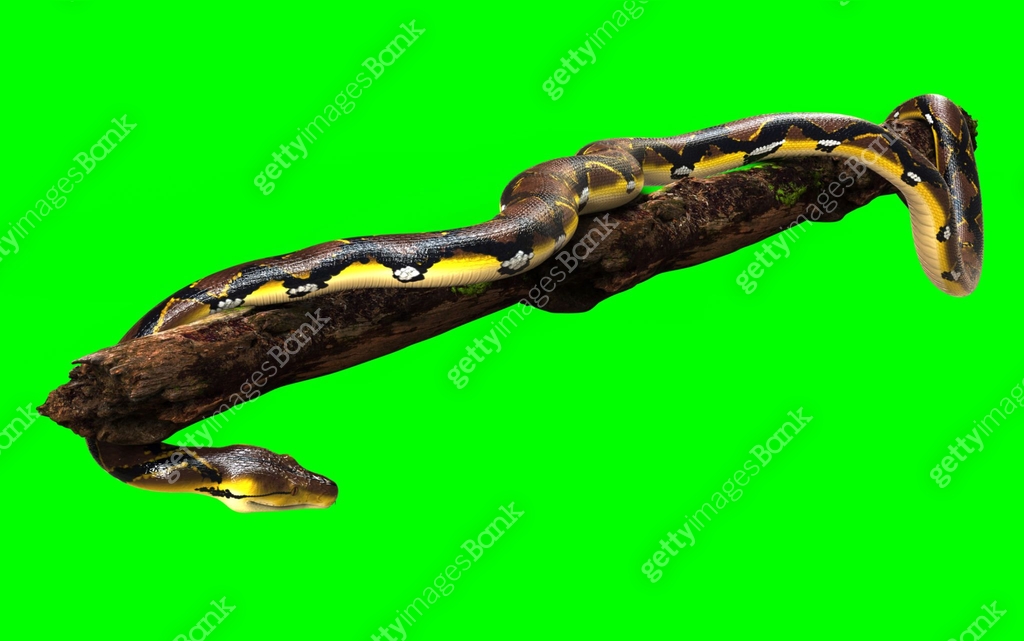 A Post of Malayopython reticulatus snake, python species with clipping ...