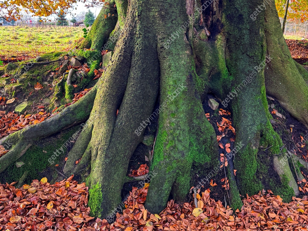 Close-up image of European beech tree (Fagus sylvatica), spreading ...
