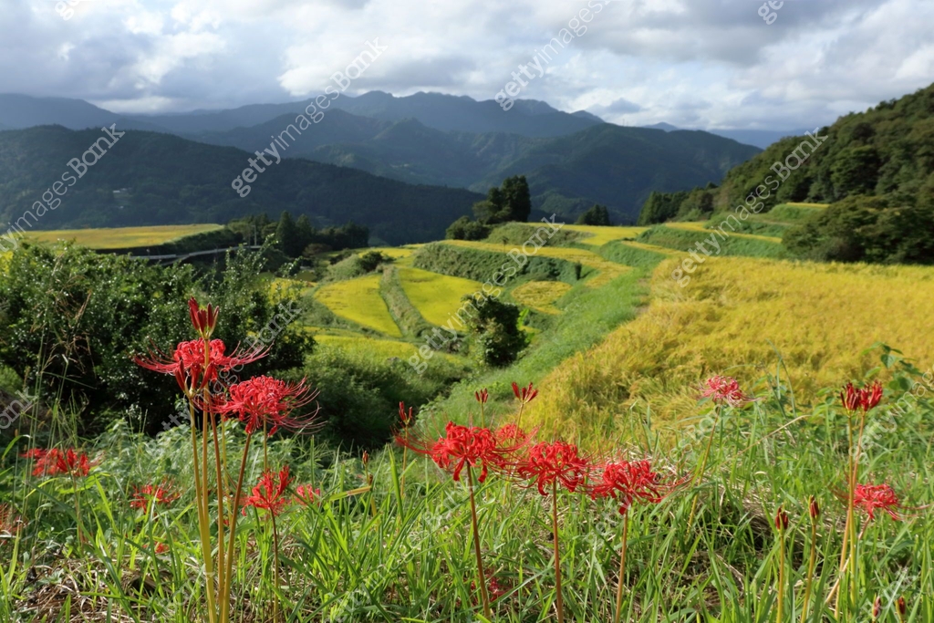 Takasu terraced rice fields, Blooming red spider lilies (Tosa Town ...