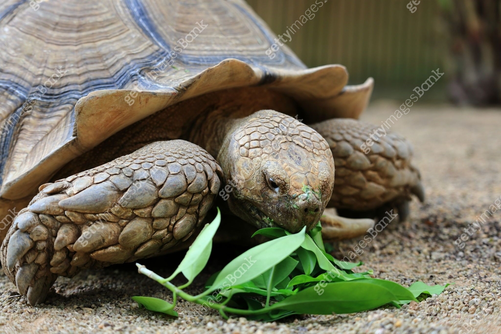 Tortoise eating leaves 이미지 (2185045463) - 게티이미지뱅크