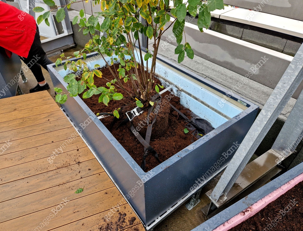preparation for tying the root ball of tree in flower pot. mixed ...