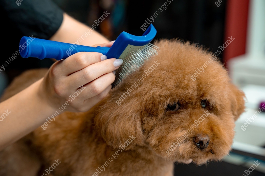 Using animal deshedding brush to remove tangles and lose dog hair ...