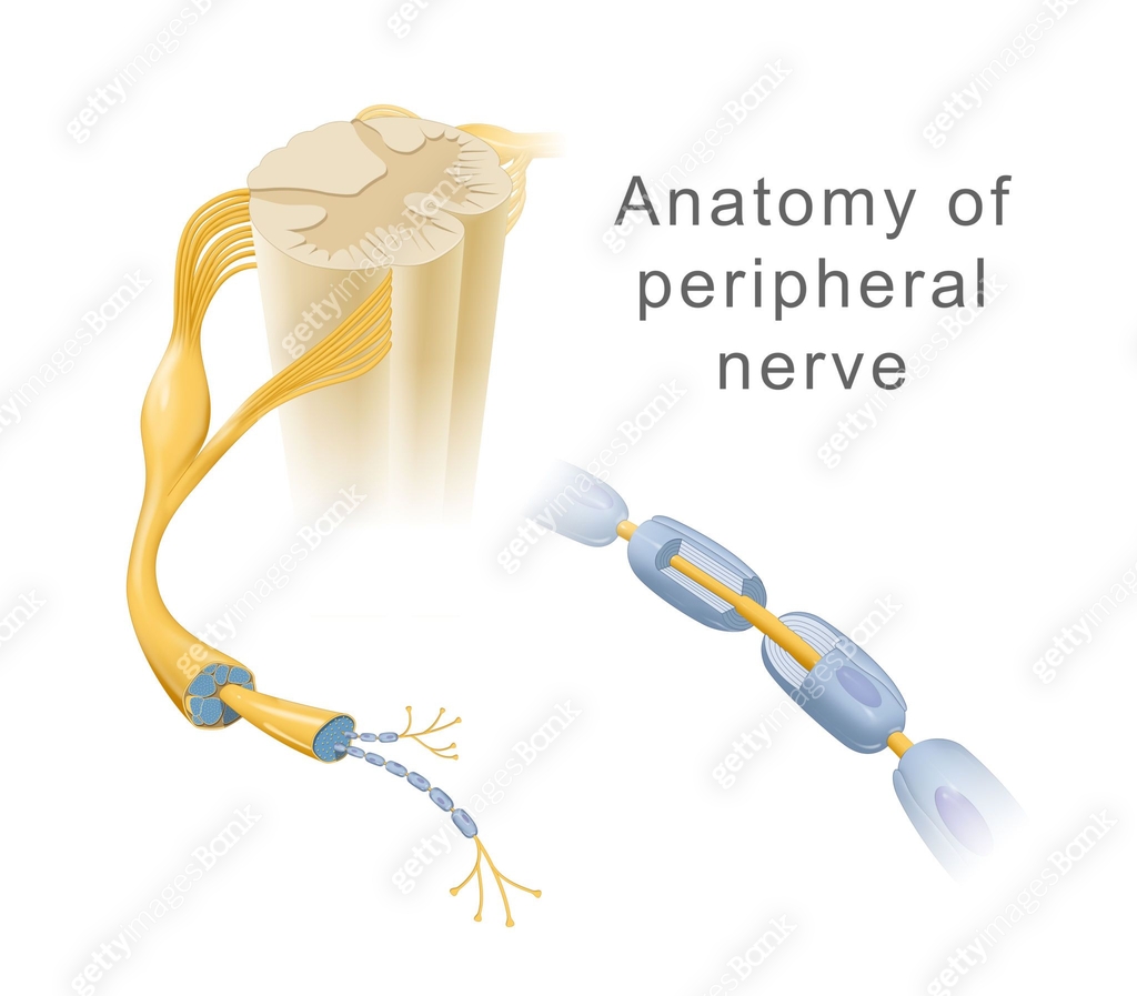 Peripheral Reticular Network Illustration of the anatomy of peripheral nerve 이미지 (2189207172) 일러스트 ...