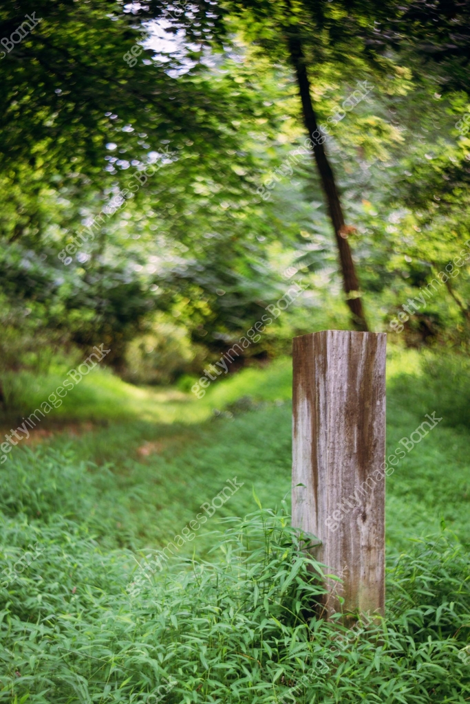 A rustic wooden post standing in the midst of lush greenery in a serene ...